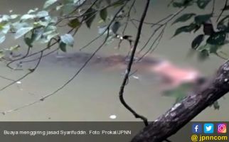 HEBOH! Video Viral Saat Buaya Giring Mayat Syarifuddin ke Pinggir Sungai - JPNN.com