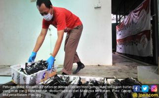 Burung Kacer Seludupan dari Malaysia Mati Satu Per Satu, Flu Burung? - JPNN.com