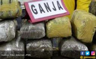 Gudang Ganja 144 Kilogram di Bandarlampung Digerebek Polisi - JPNN.com