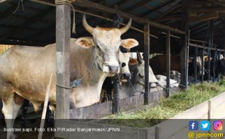 Susu Segar Dalam Negeri Butuh Kepastian Pasar dan Harga - JPNN.com