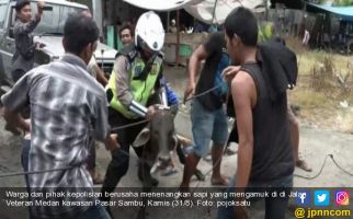 Lihat, Polisi Tangkap Sapi Kurban Lantaran Lukai Lima Warga di Medan - JPNN.com