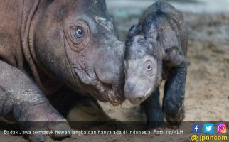 Manggala Mati, Badak Jawa Kini Tinggal 68 Ekor - JPNN.com