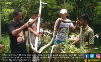 Pawang Ular Menyerah Hadapi Piton 2,5 Meter - JPNN.com