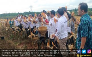 Kementan Panen dan Tanam Jagung Serentak di Serang - JPNN.com