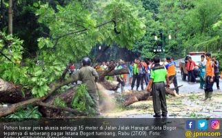 Pohon Usia 60 Tahun di Dekat Pagar Istana Tumbang - JPNN.com