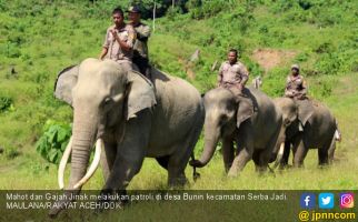 Empat Gajah CRU di Aceh Terancam Kelaparan - JPNN.com