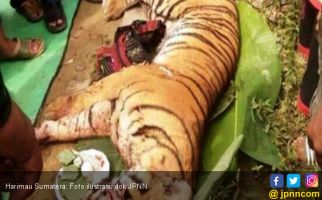 Tiga Pemburu Harimau Sumatera Ditangkap di Jambi - JPNN.com