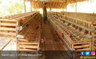 Harga Ayam dari Peternak Memang Sudah Mahal - JPNN.com