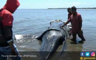 Paus Mati Terdampar di Pantai Laut Utara - JPNN.com
