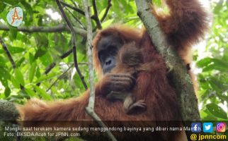 Lucunya, Bayi Orangutan Liar Betina Lahir di Aceh - JPNN.com