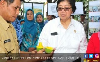 Mangga Unik dari Petani untuk Menteri Siti - JPNN.com