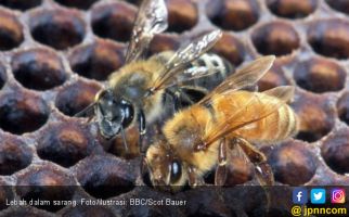 Kawanan Lebah Menyerang, Empat Warga Tumbang - JPNN.com