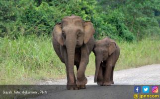 Gajah Liar Mengamuk di Jambi, 9 Hektare Kebun Warga Rusak - JPNN.com