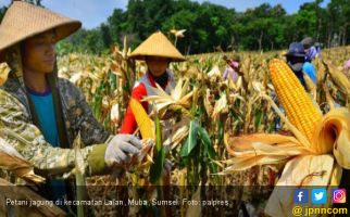 2018, Lalan Ditargetkan Jadi Lumbung Jagung Nasional - JPNN.com