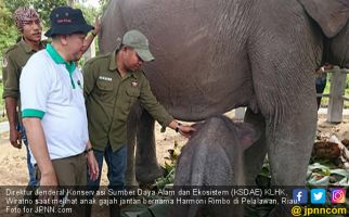  Perkenalkan, Anak Gajah Jantan Bernama Harmoni Rimbo - JPNN.com
