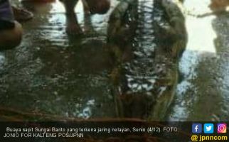 27 Tahun Tak Muncul di Sungai, Buaya Menampakkan Diri - JPNN.com