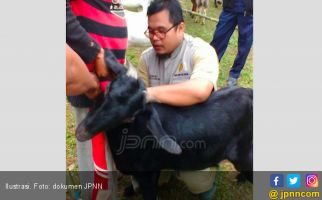 PDIP Borong Kambing Kejobong Hasil Kelompok Tani Ngudidadi - JPNN.com