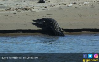 Saat Wudhu, Tangan Digigit Buaya, Ditarik ke Dasar Sungai - JPNN.com