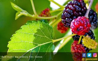 10 Khasiat Mulberry, Cegah Anda Terserang Penyakit Ini - JPNN.com