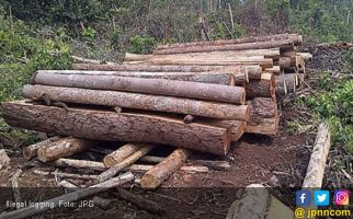 Gakkum KLHK Bekuk Pelaku Illegal Logging di Taman Nasional Meru Betiri - JPNN.com