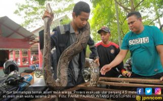 Kepergok, Ular Piton Memuntahkan Ayam yang Hendak Ditelan - JPNN.com