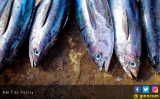 Rumor Bahaya Kepala Ikan Bikin Resah - JPNN.com
