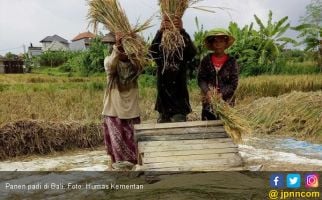 3 Kabupaten Penghasil Padi Terdampak Banjir, Stok Terganggu? - JPNN.com