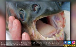 Ikan Bergigi Manusia Gegerkan Arizona - JPNN.com