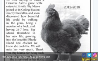 Ayam Kesayangan Mati, Tuan Buat Iklan di Koran - JPNN.com