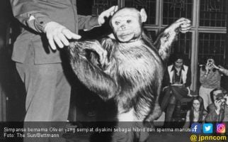 Konon Pernah Ada Blasteran Simpanse dengan Manusia - JPNN.com