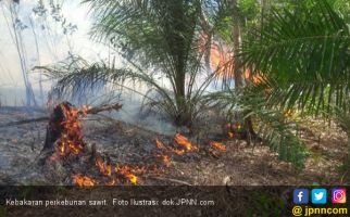 31 Ha Kebun Sawit Terbakar, Pessel Diselimuti Kepulan Asap - JPNN.com