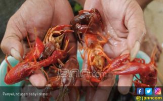 Kasus Penyelundupan di Laut Didominasi Benih Lobster dan Kepiting Bertelur - JPNN.com