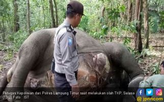 Polri Bantu TNWK Selidiki Kematian Gajah di Way Kambas - JPNN.com