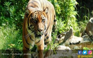 Singa dan Harimau Kabur dari Kebon Binatang, Satu Kota Panik - JPNN.com