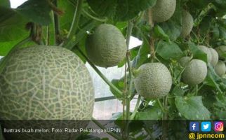 5 Manfaat Mengejutkan Melon, Salah Satunya Baik untuk Jantung - JPNN.com