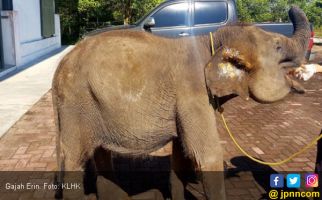 Menteri Siti Beri Kabar Gembira soal Kondisi Gajah Erin - JPNN.com