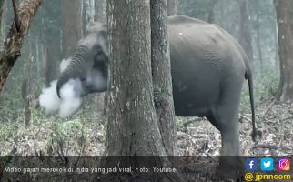 Video Gajah Merokok Hebohkan Dunia, Ternyata - JPNN.com