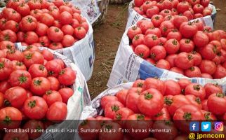 Hore, Harga Tomat di Kabupaten Karo Membaik - JPNN.com