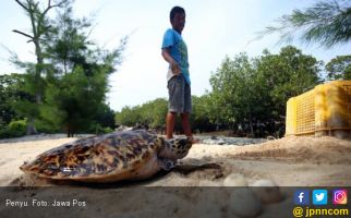 Penyu Paloh Mati Bukan Karena Tar Aspal - JPNN.com