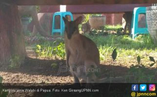 Kanguru Juga Hewan Asli Papua, Kecil Menggemaskan - JPNN.com