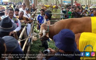 Hadiri Panen Pedet, Menteri Amran Senang Banget - JPNN.com