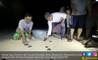 Berau Getol Lestarikan Penyu Agar Pariwisata Semakin Maju - JPNN.com