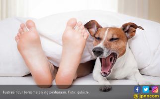 Terapi Anjing Bantu Mengurangi Stres pada Anak - JPNN.com