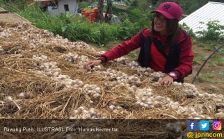 Kementan Kembali Gencar Memproduksi Bawang Putih di Magelang - JPNN.com