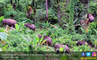 Habitat Gajah di Asia Makin Sempit, Indonesia Termasuk Paling Parah - JPNN.com