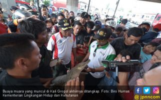 Satu Ekor Buaya Kali Grogol Ditangkap, Lihat Nih Fotonya - JPNN.com