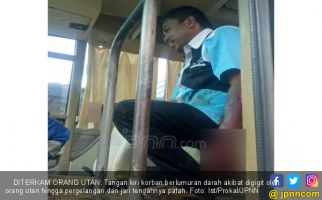 Pak Abdul Diterkam Orang Utan saat Naik Motor, Mengerikan! - JPNN.com
