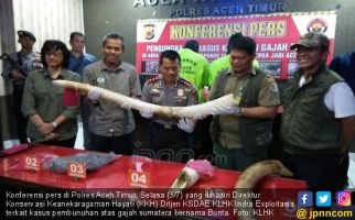 Pembunuh Gajah Bunta di Aceh Timur Akhirnya Terungkap - JPNN.com