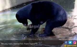 Suraimah Dikeroyok Tiga Beruang, ya Ampuuun! - JPNN.com