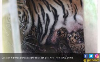Dua Bayi Harimau Benggala Lahir di Medan Zoo - JPNN.com